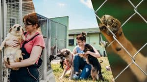 animal-shelter-volunteer-opportunities-digital-tools-tigernix-singapore