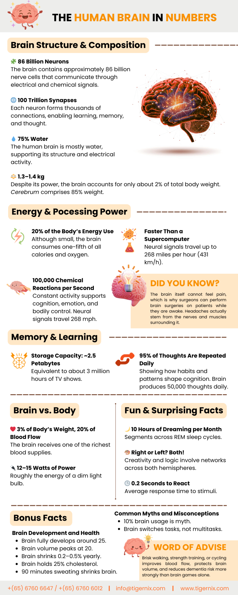 The Human Brain in Numbers