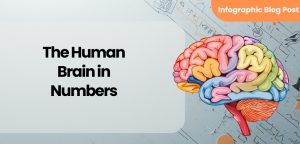 The Human Brain in Numbers - Featured Image