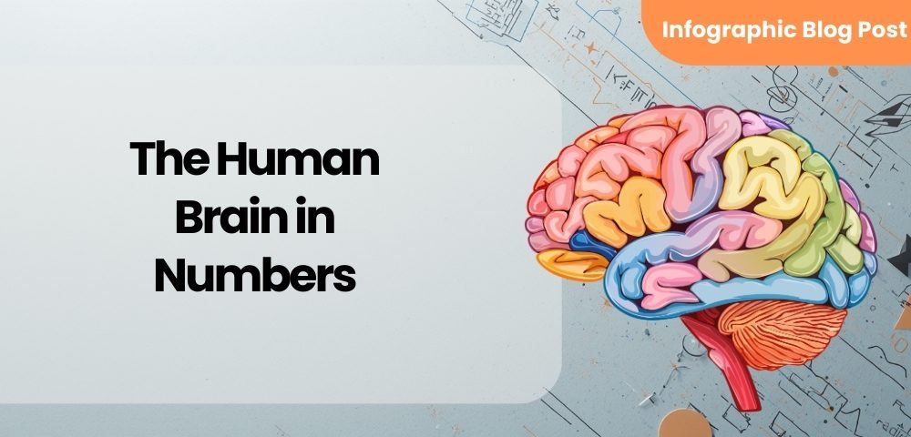 The Human Brain in Numbers - Featured Image